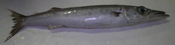 Jual ikan barracuda