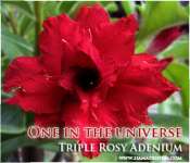 graftingan bunga adenium triple miss univers