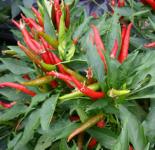 Thai chilli seeds - Capsicum Anuum