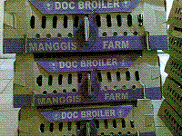 DOC Manggis Farm