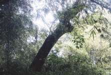 Pohon trembesi besar