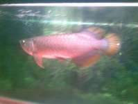 arwana red banjar