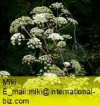 Angelica Extract