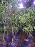 Jambu Bol Jamaica ( Syzygium malaccense)