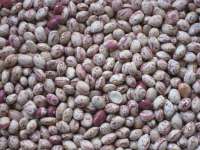 Light speckled kidney beans( round)