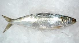 Frozen sardine fish-Sardina melanostictus