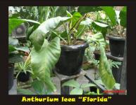 Anthurium leea 'Ecuador'