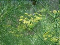 Fennel Seed Extract