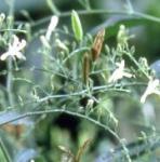 Andrographis Paniculata extract
