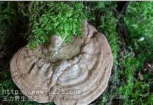 Ganoderma applanatum