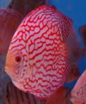 RED MAP DISCUS