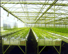 Greenhouse Seedbed Steel Wire Netting