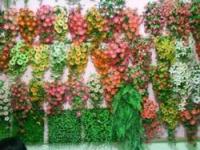 Bunga Dinding dan Gantung (Kamboja,  Melati,  Mawar,  Bonsai,  Seruni dll)