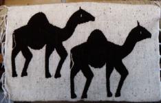 Camels,  walk