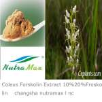 Coleus forskolin extract 10% ,  20% ,  40% ,  98% Forskohlin