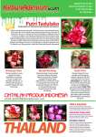 Katalog bunga tumpuk terbaru 2010