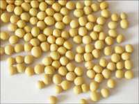 Soybean P.E.