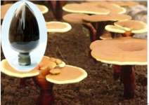 High purity glossy Ganoderma extract - No dextrin or any other materials added