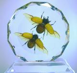 real insect amber esktop decoration
