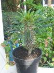 Pachypodium Lamerii bercabang