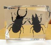 Real insect amber desktop decoration