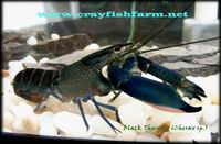 Lobster Papua (Cherax sp.)