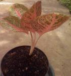 Aglaonema Diana 3-4 Daun +