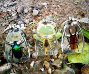 Real Insect In Clear Resin Keychain,  Keyring.so Eye-catching.
