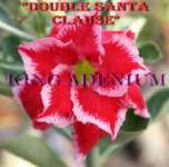 graftingan bunga adenium double santa clouse