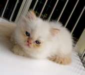 Kitten Betina Red Point ,  Bapak import ,  ADOPTED BY ibu lampung