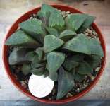 Haworthia pygmaea