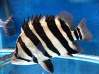 Indonesia tigerfish / indo datnoid