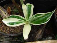 Costus variegata