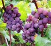 Grape Seed Extract