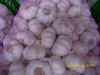 normal white garlic