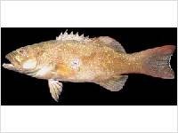 Bibit Ikan Kerapu Sunu