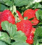 Strawberry Sweet Charlie California