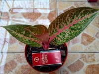 Tiara 3 daun (Terjual - Jakarta)