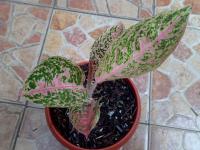 Sexy Pink Thailand mau 5 daun (Terjual)