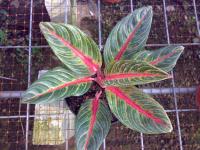 Aglaonema Nancy NFS