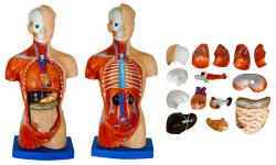 26CM Torso 15 Parts, education model