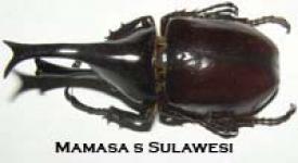 Insect Mamasa S Sulawesi.