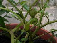 Ciplukan ( Physalis peruviana,  Linn.) Sinonim= Physalis angulata. Linn. Physalis minina,  Linn. Familia= Solanaceae Ready Stock Dried Morel berry ( English) ,  > > SMS= 081-32622-0589 > > SMS= 081-901-389-117