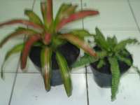 BROMELIA