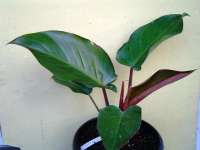 Philodendron Red Congo ( medium)