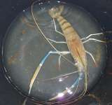 Jual Udang Galah / Giant Freshwater Shrimp / Prawn ( Macrobrachium Rosenbergii de man)