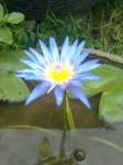 Blue / Purple Tropical Water Lily