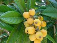 Loquat Leave Extract