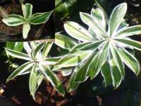 Costus variegata2