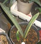 sansevieria halli variegated plus baby